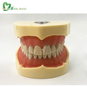 แบบจำลองฟันมาตรฐาน แบบจำลองฟันไทป์ดอนต์สำหรับการศึกษา - Product Image 4