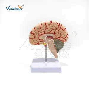 人脑1:1右脑动脉解剖模型
