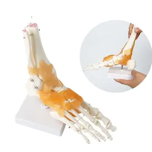 발 관절 모델 발목 관절 자연 크기 3D 해부학 과학 연구 디스플레이 교육 노란색 인대 유연한 의료 과학