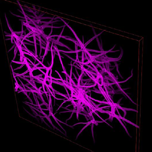 <span class=keywords><strong>Microscope</strong></span> <span class=keywords><strong>confocal</strong></span> <span class=keywords><strong>laser</strong></span> <span class=keywords><strong>à</strong></span> <span class=keywords><strong>balayage</strong></span> par résonance haute vitesse Bestscope BCF296R pour la recherche en sciences de la vie - Product Image 6