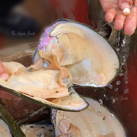 Vente en Gros de Perles d'Eau Douce Naturelles, Huîtres de Culture Véritables, Huîtres à Souhait Fraîches, Coquille de Monstre, Perles de Haute Qualité