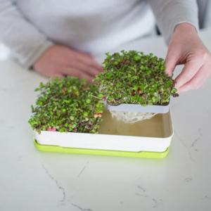Jardin hydroponique d'intérieur intelligent pour la cuisine, plateau pour micro-légumes, <span class=keywords><strong>en</strong></span> <span class=keywords><strong>bois</strong></span> naturel, à suspendre au mur, utilisation domestique - Product Image 3
