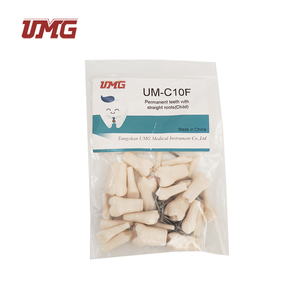 UM-U10F用直根替换牙齿的恒牙 (儿童) - Product Image 1