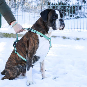 4 cinturini regolabili senza imbracatura riflettente arancione per <span class=keywords><strong>cani</strong></span> con 2 clip al guinzaglio braccialetto di amicizia di facile controllo - Product Image 5