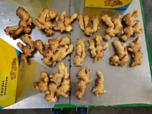 Jahe mentah organik segar bercelah untuk mitra bisnis pencari sayuran segar - Product Image 3