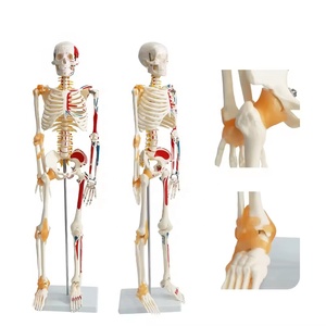 Modelo de esqueleto humano médico FRT011 Todas las articulaciones pueden moverse naturalmente 85cm Vertical con modelo de esqueleto anatómico de base - Product Image 1