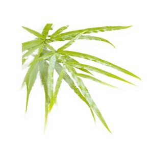 Extracto de Helecho Cola de Fénix en Polvo de Alta Calidad y Alto Contenido 10:1, Polvo Soluble en Agua de Helecho Cola de Fénix, Grado Alimenticio - Product Image 5