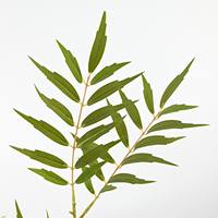 Plante artificielle de palmier Mahonia Premium Fortune's en pot pour la décoration d'hôtels, mariages, Noël, espaces commerciaux et salons
