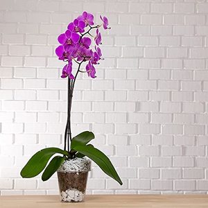 Terriccio Orchidee 10 L avec KB pour Epiphytes, Semi-épiphytes et Terrestres - Product Image 5