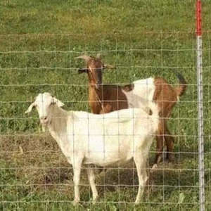 Clôture de pâturage pour élevage caprin en PVC tissé de technique avancée XG, <span class=keywords><strong>hauteur</strong></span> 4-8 pieds, équipement économique - Product Image 4