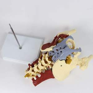 KyrenMed Life Model tulang belakang Lumbar dewasa manusia dengan Model anatomi tulang belakang otot lantai panggul Unilateral PVC - Product Image 6