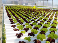 Système de culture hydroponique vertical NFT Seedafarm à haut rendement, haute rigidité, facile à utiliser pour les serres domestiques et les fermes