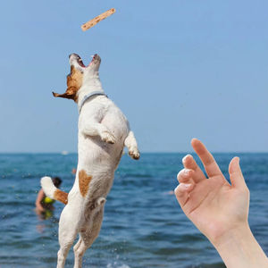 Juguete para masticar perros, palitos para masticar perros naturales, madera de café, palitos para dentición molares degradados, juguetes para perros - Product Image 4