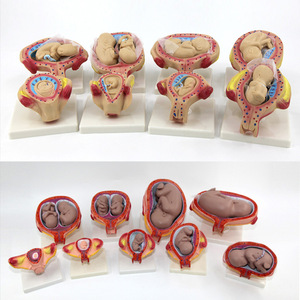 Modelo de desarrollo embrionario humano, planificación embrionaria, proceso de desarrollo fetal, enseñanza biológica, material didáctico de anatomía - Product Image 3