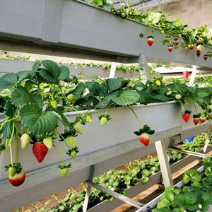 <strong>Large</strong> Automatic Strawberry Growing System with PVC <strong>Plant</strong> Growing <strong>Trough</strong> and Glass Cover for Garden or Greenhouse - Product Image 6