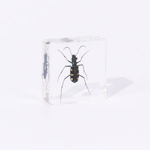本物の昆虫剥製動物タイガービートル樹脂標本収集のための教育ツール - Product Image 2