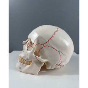 Modelo de Cráneo Blanco con Particiones Funcionales y Etiquetas Numeradas Tipo B - Herramienta Educativa de Anatomía - Product Image 5