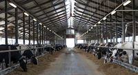 Structure en acier préfabriquée hygiénique et résistante aux parasites pour élevage porcin – Hangar métallique modulaire pour l'élevage commercial de porcs