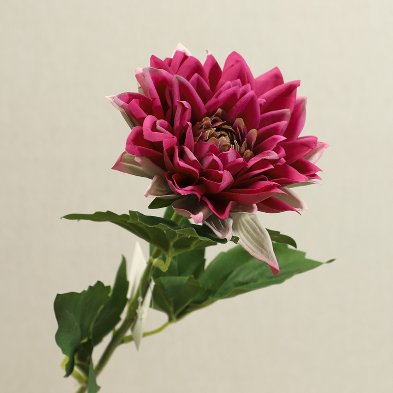 Pourpre