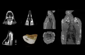 SY-W073 Sistema di Scansione MRI e TC Veterinario con Tavolo Scanner per Monitoraggio Completo - Product Image 4