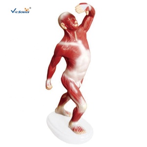 Modelo Anatómico de Músculos Superficiales del Hombre, Torso Mini Biseccionado para Entrenamiento Médico <span class=keywords><strong>en</strong></span> Escuelas y Hospitales, Material PVC - Product Image 3
