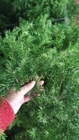 Fabrieksgroothandel Echt Natuurlijk Droog Geconserveerd Gebladerte Geconserveerd Verse Bloemen & Planten Melaleuca Bracteata Voor Bloemstuk