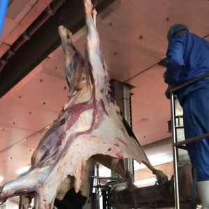 Équipement d'<span class=keywords><strong>abattoir</strong></span> pour moutons avec système de rail pour carcasses, contrôle de l'hygiène - Product Image 6