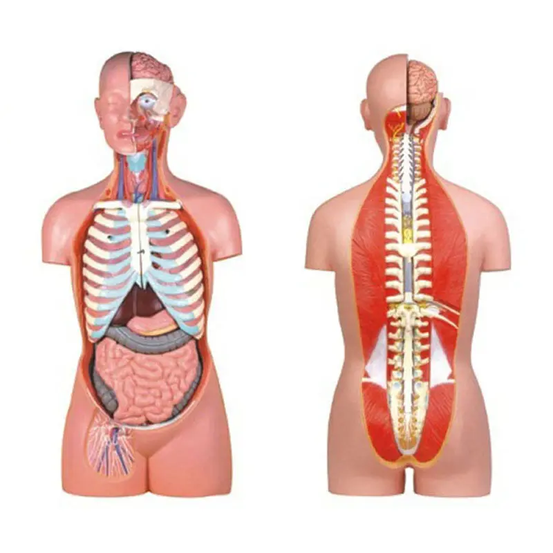 Medical Teaching 17 parts Human Sexless Torso Anatomy Model Medical Model Teaching Tool