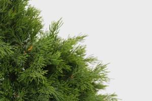 Planta Artificial profesional de alta calidad de estilo nórdico, 60cm, 13 ramas, árbol de Navidad denso, plantas bonsái - Product Image 4