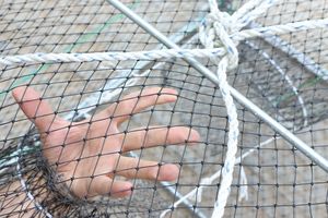 Nasse galvanisée carrée de petite taille pour poulpes, seiches, crabes, homards et poissons - Product Image 6