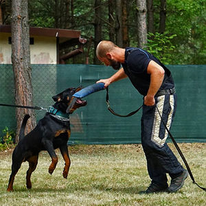 Aangepaste Milieuvriendelijke Behendigheids Kauwsticks Hond Tranen-En-Ruk Trainingshulpmiddelen Voor Nauwkeurige Duurtraining Zachte Tanden Buiten - Product Image 3