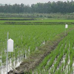 Trampa para Plagas de Dos Puntos, Trampa para Polillas Blancas, Trampa para <span class=keywords><strong>Gusano</strong></span> del Arroz, Control de Plagas Agrícolas, Eficaz contra el <span class=keywords><strong>Gusano</strong></span> del Maíz y el <span class=keywords><strong>Gusano</strong></span> del Algodón - Product Image 3