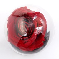 Décoration d'intérieur en gros, lampe à rose de la Saint-Valentin, cadeau, guirlande lumineuse LED, rose éternelle, dôme en verre, lampe à fleurs artificielles, cadeaux