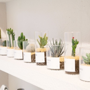 Vaso in Vetro Trasparente Riutilizzabile <span class=keywords><strong>con</strong></span> Bocca Rotonda e Tubo Dritto per Piante Grasse e <span class=keywords><strong>Cactus</strong></span>, Vaso Vuoto in Vetro Rotondo - Product Image 3