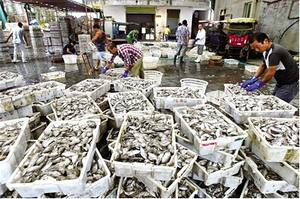 Pescado de sardina congelado al mejor precio - Product Image 5