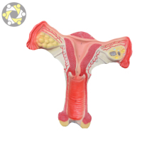 Modèle d'anatomie féminine du vagin, des ovaires et de l'utérus, en plastique PVC écologique, taille réelle, réaliste, certifié ISO, pour l'enseignement en écoles de médecine