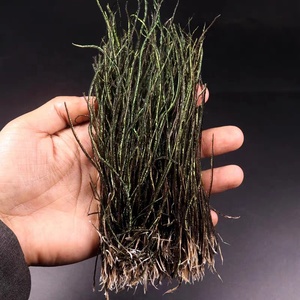 Plumes de paon lavées en gros d'usine, motif 15-20 cm, enfilées pour la pêche à la mouche - Product Image 5