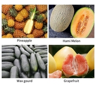 Industrieel Dunschiller/Ananas Schilmachine/Fruit/Volautomatische Commerciële Wintermeloen/Goedkoop