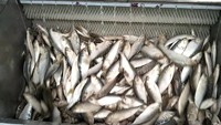 Automatische Zeevruchten Slak Schelpdieren Schoonmaken Oester Wasmachine Witte Radijs Borstel Wasmachine
