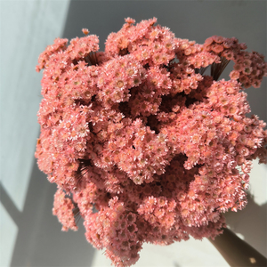 50pcs fleurs beiges séchées naturelles brésiliennes petite étoile marguerite séchée décorative Mini bouquet de camomille pour décor floral de mariage - Product Image 1