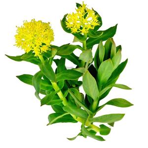 Estratto di Rhodiola Rosea biologico in polvere Sedum rosea Salidroside rosavina afrodisiaco - Product Image 3