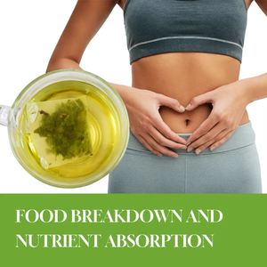 ชาสมุนไพรใบโกรเวียโลล่า OEM สูตรผสมสำหรับคนทานมังสวิรัติ ปราศจาก GMO ชาเพื่อสุขภาพ บรรจุ 20 ซองในกล่อง - Product Image 2