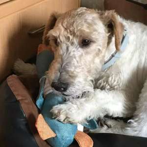 Jouets pour chiens en toile de jute indestructible, coton PP, jouets pour chiens de luxe en forme de canard sauvage, jouet à mâcher qui couine, jouet doux pour chien - Product Image 5