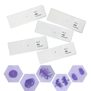 Diapositivas de <span class=keywords><strong>Microscopio</strong></span> Preparadas con Muestra de <span class=keywords><strong>Mitosis</strong></span> de Células de la Punta de la Raíz de Cebolla, que Muestran Claramente Todas las Etapas, para Genética Vegetal y Biología - Product Image 1