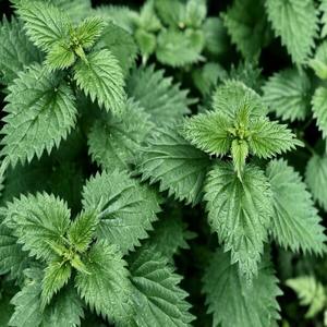 Feuilles de marrue (Urtica Dioica) séchées en vrac, naturelles, pour la fabrication alimentaire, la préparation de thé et la vente en gros commerciale - Product Image 2