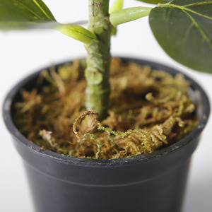 กระถางต้นไม้เทียมขนาด15ซม. <span class=keywords><strong>Ficus</strong></span> <span class=keywords><strong>altissima</strong></span> <span class=keywords><strong>altissima</strong></span> สำหรับสำนักงานของตกแต่งบ้าน - Product Image 5