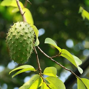 Sıcak satış bitkisel çay 100% doğal Graviola kurutulmuş <span class=keywords><strong>Soursop</strong></span> çay poşeti bırakır - Product Image 6