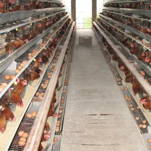 กรงไก่ไข่ชั้นสำหรับ5000นกประเภทวางกรงไก่กรงแบตเตอรี่สำหรับสัตว์ปีกไก่ชั้น