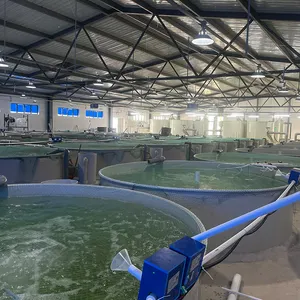 Système de ferme vannamei d'aquaculture RAS d'élevage de larves de crevettes à pattes blanches d'intérieur