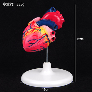 Modèle d'anatomie cardiaque détachable ; instrument pédagogique biologique à grossissement 3x ; modèle médical acoustique de l'anatomie cardiaque humaine. - Product Image 1